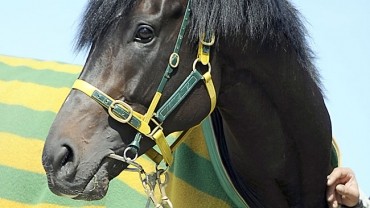 Ten time Group 1 winner returns to where it all began.